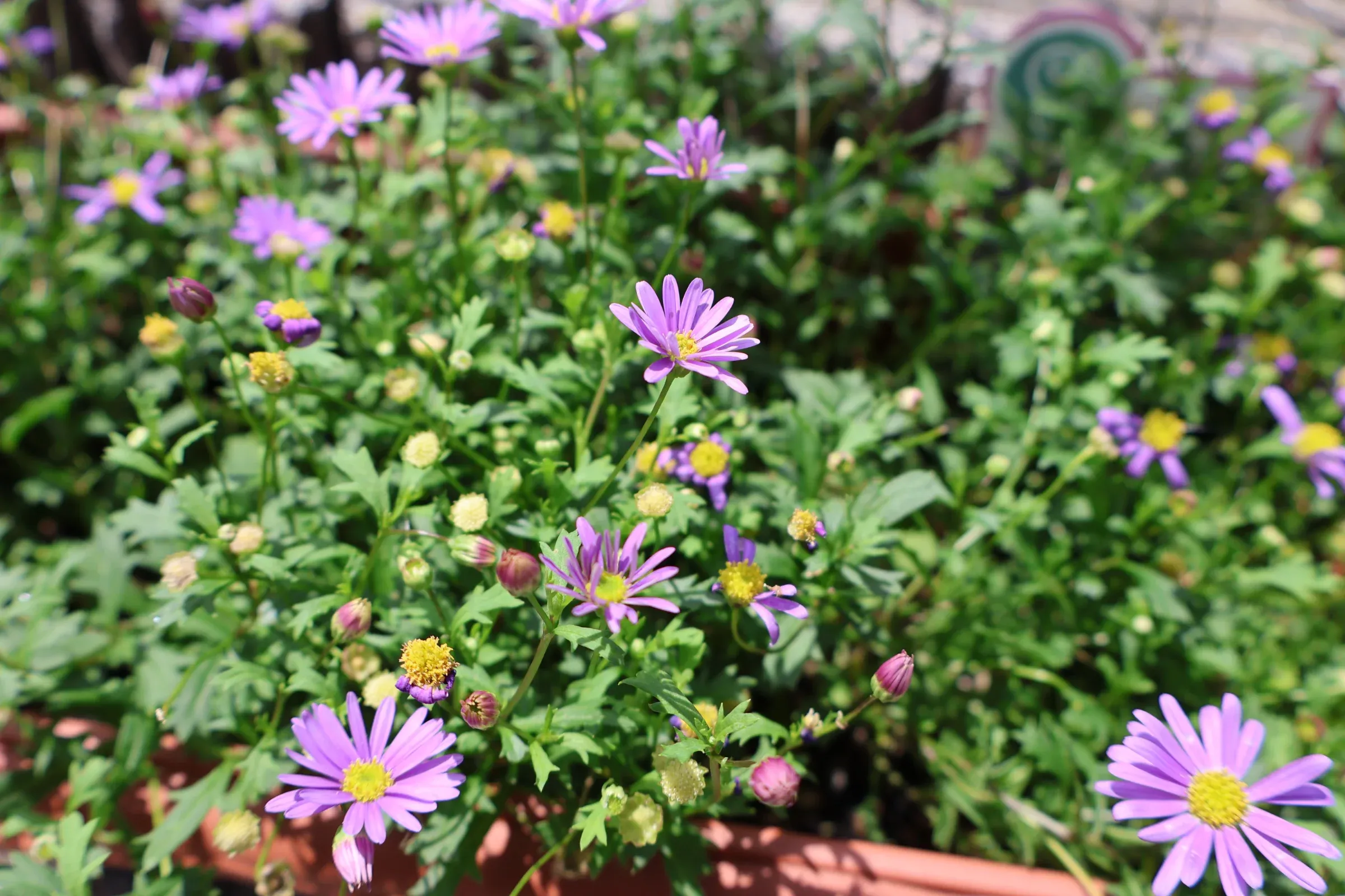 実家の庭の花