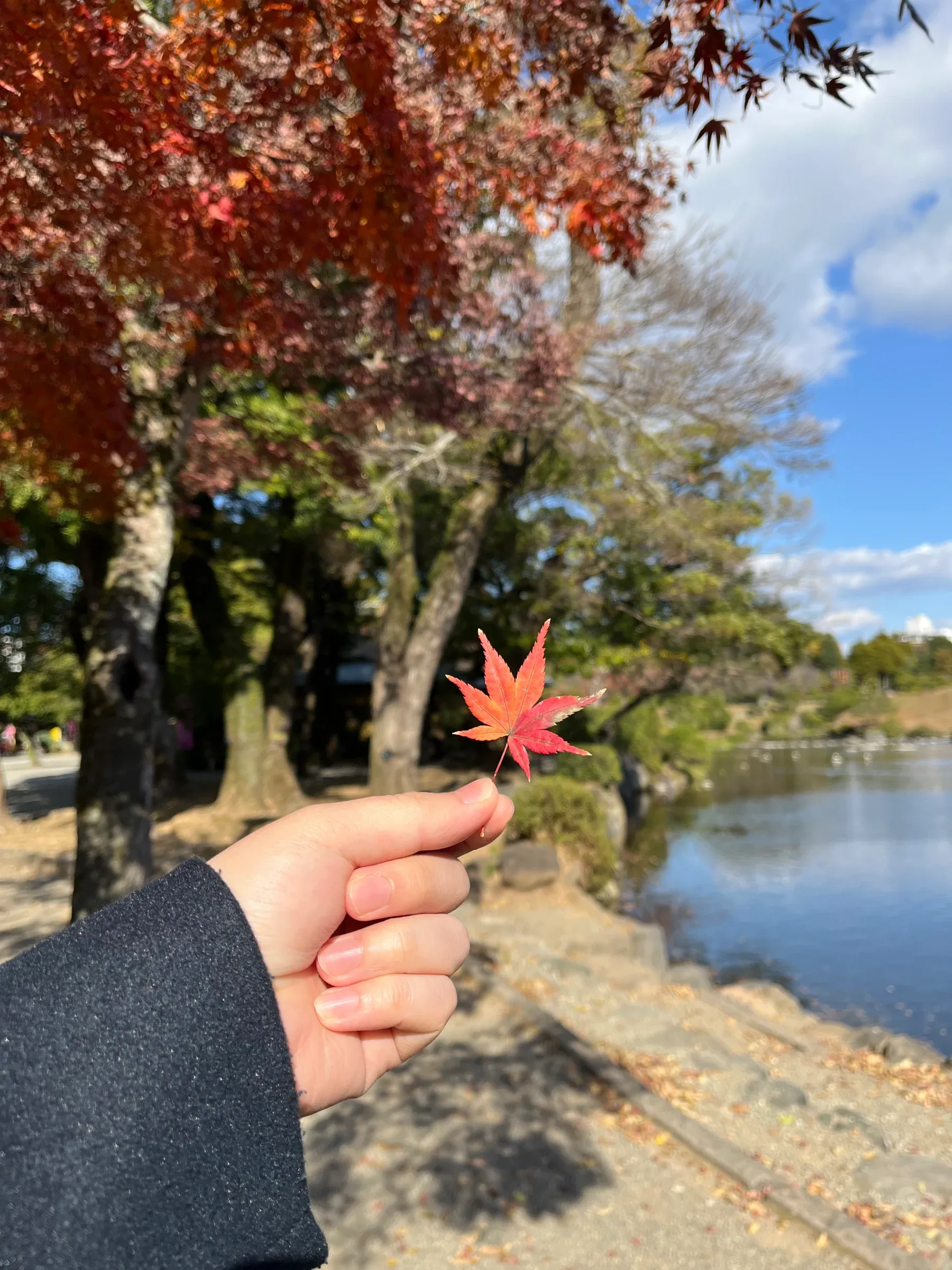 紅葉