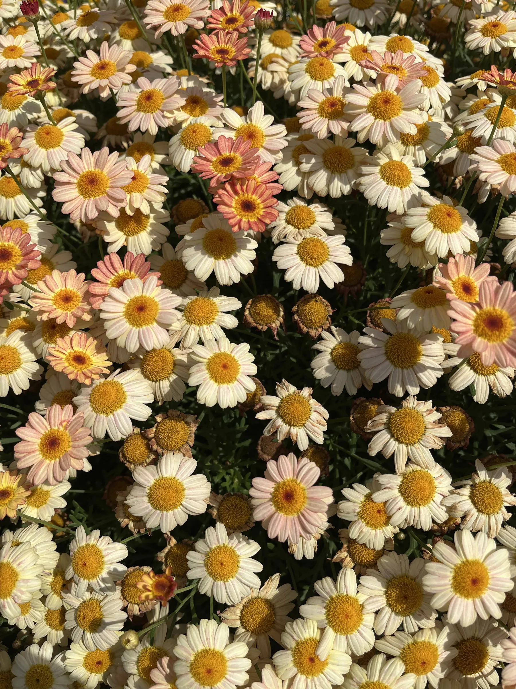 一面に咲くマーガレットの花